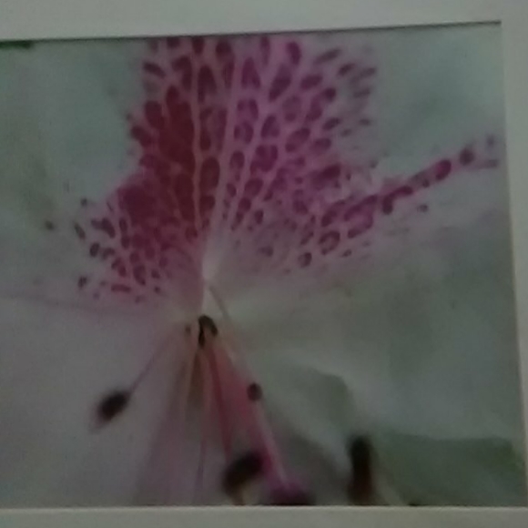 Original Photograph - Picture 2 of 2